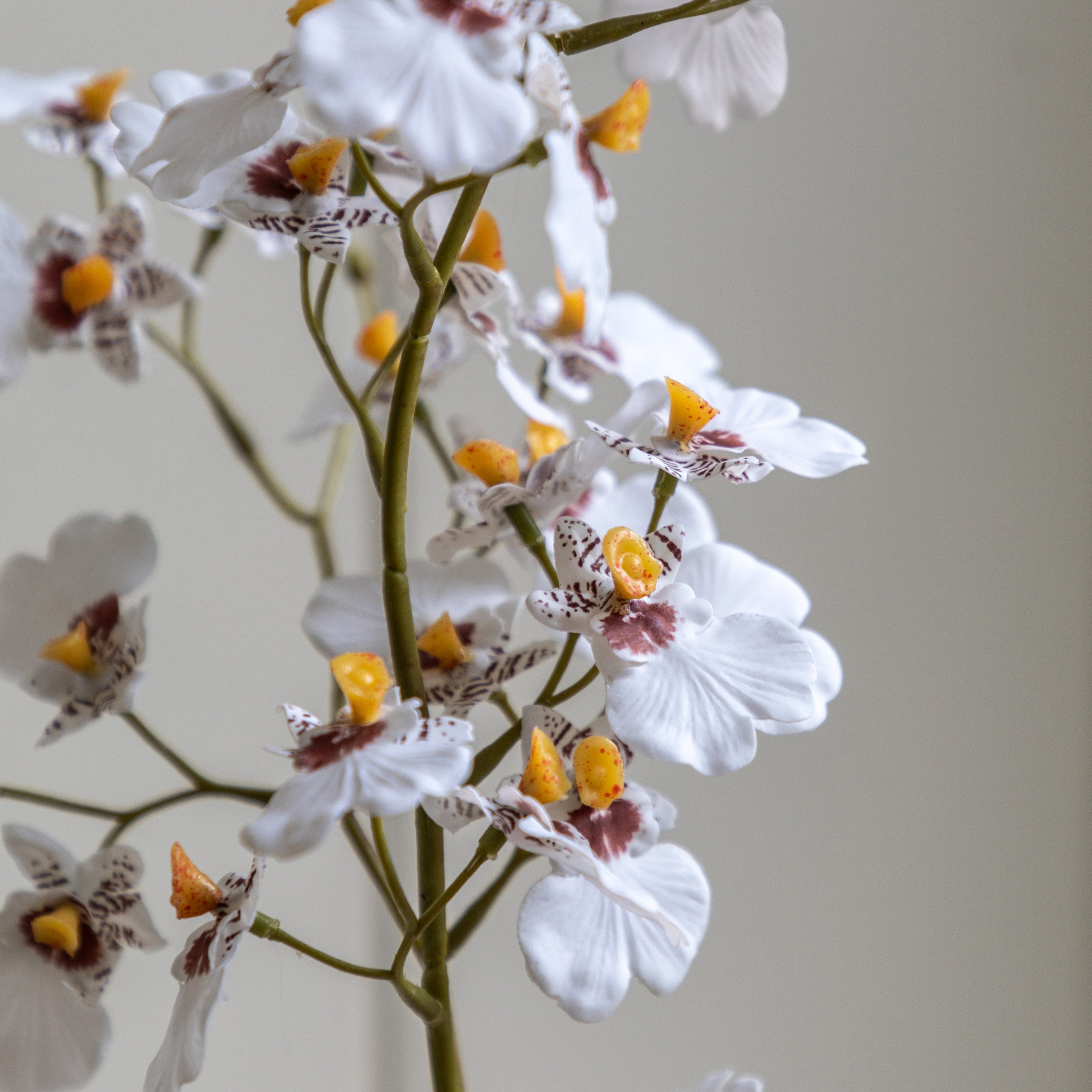 Artificial White Orchid in Low Ceramic Pot | Large